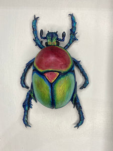 Gourd Beetle