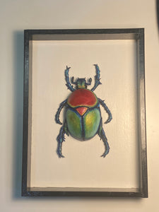 Gourd Beetle